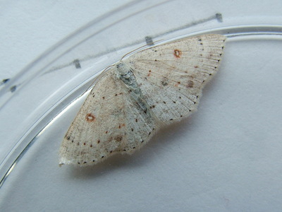 Birch Mocha
